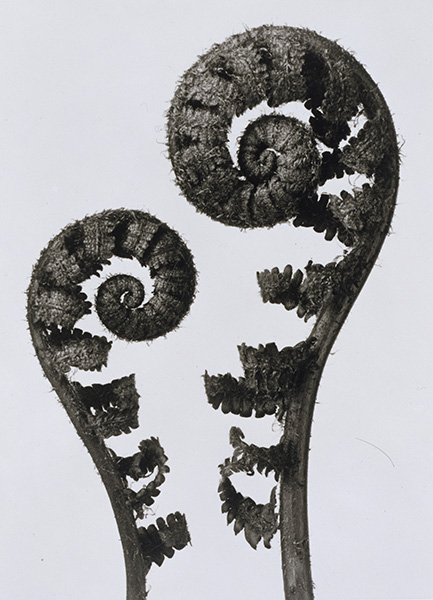 Karl BLOSSFELDT, Common Male Fern, Young Unfurling Fronds 1920’s (printed in 2001), Gelatin silver print on paper