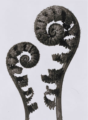 Karl BLOSSFELDT, Dryopteris filix-mas, 1920s (print: 2001)