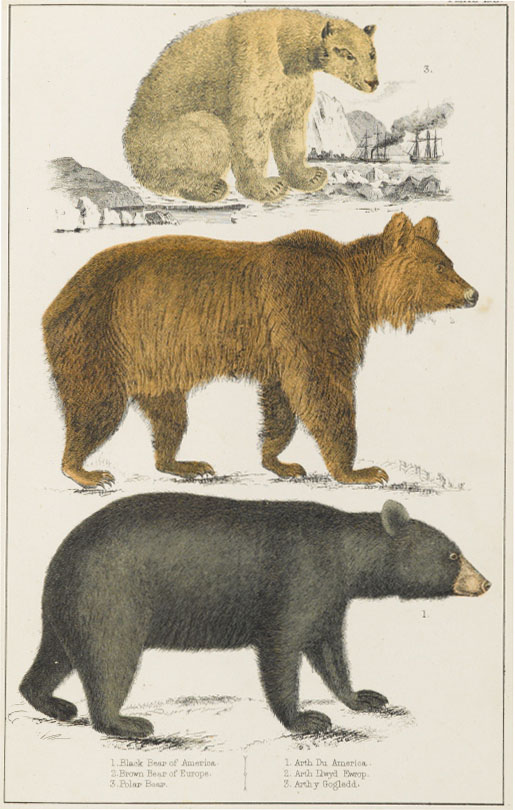 オリヴァー・ゴールドスミス著 『地球と生物の歴史』より 1824年以降刊 エングレーヴィング、手彩色・紙 群馬県立館林美術館蔵